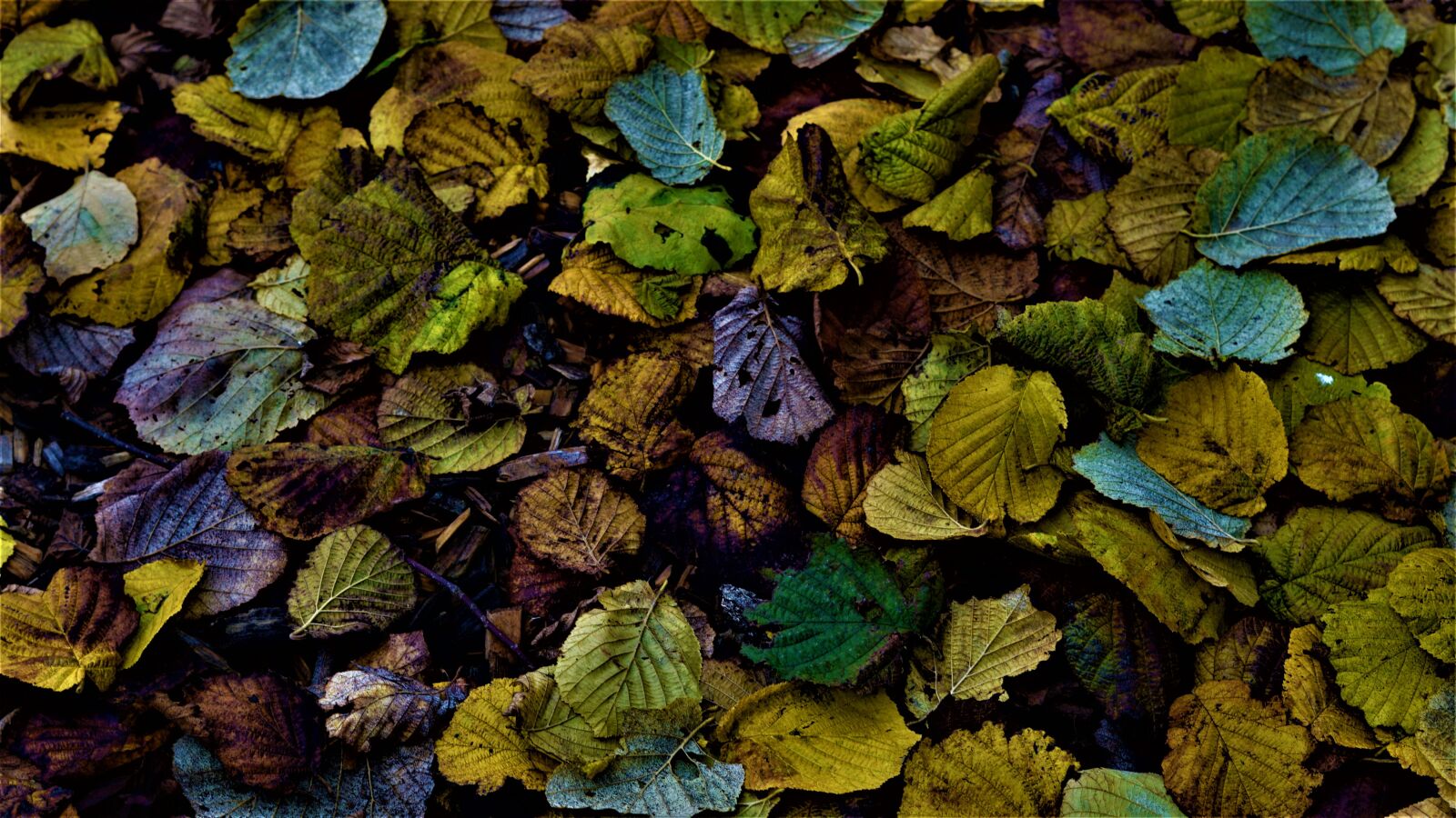 Sony FE 50mm F1.8 sample photo. Background, autumn, dark photography