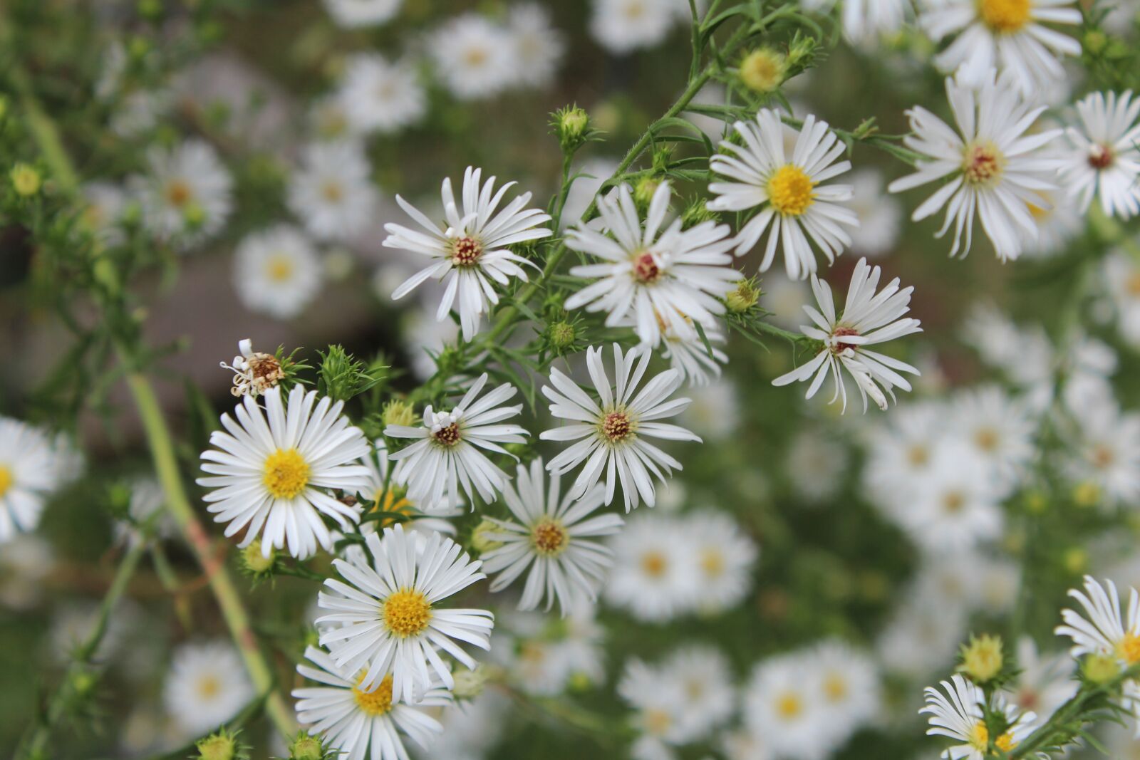 Canon EOS 600D (Rebel EOS T3i / EOS Kiss X5) sample photo. Wild aster, nature, aster photography