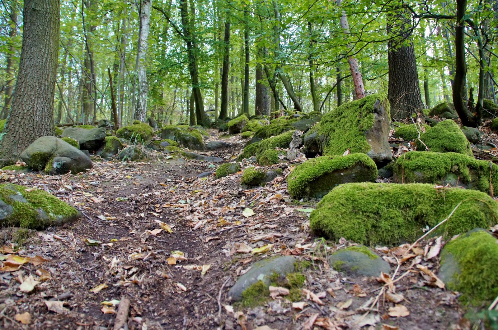 Sony SLT-A58 sample photo. Path, forest, in the photography