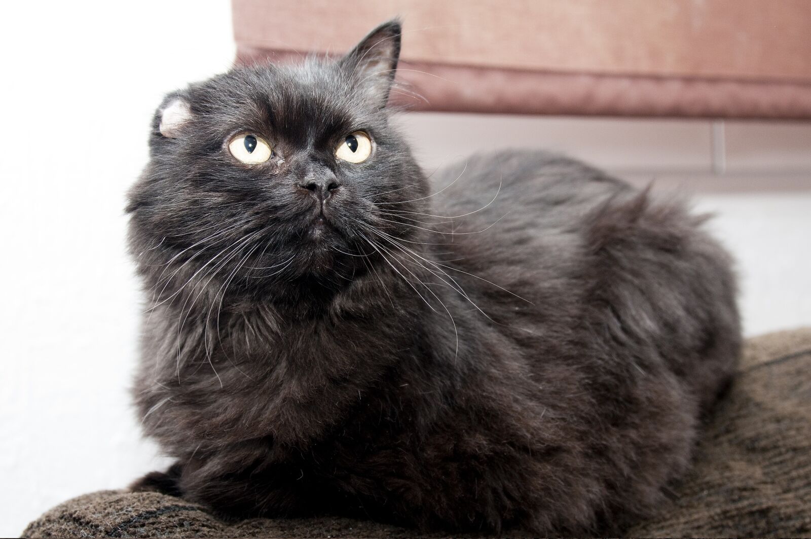 Nikon D300S sample photo. Cat, black, animal photography