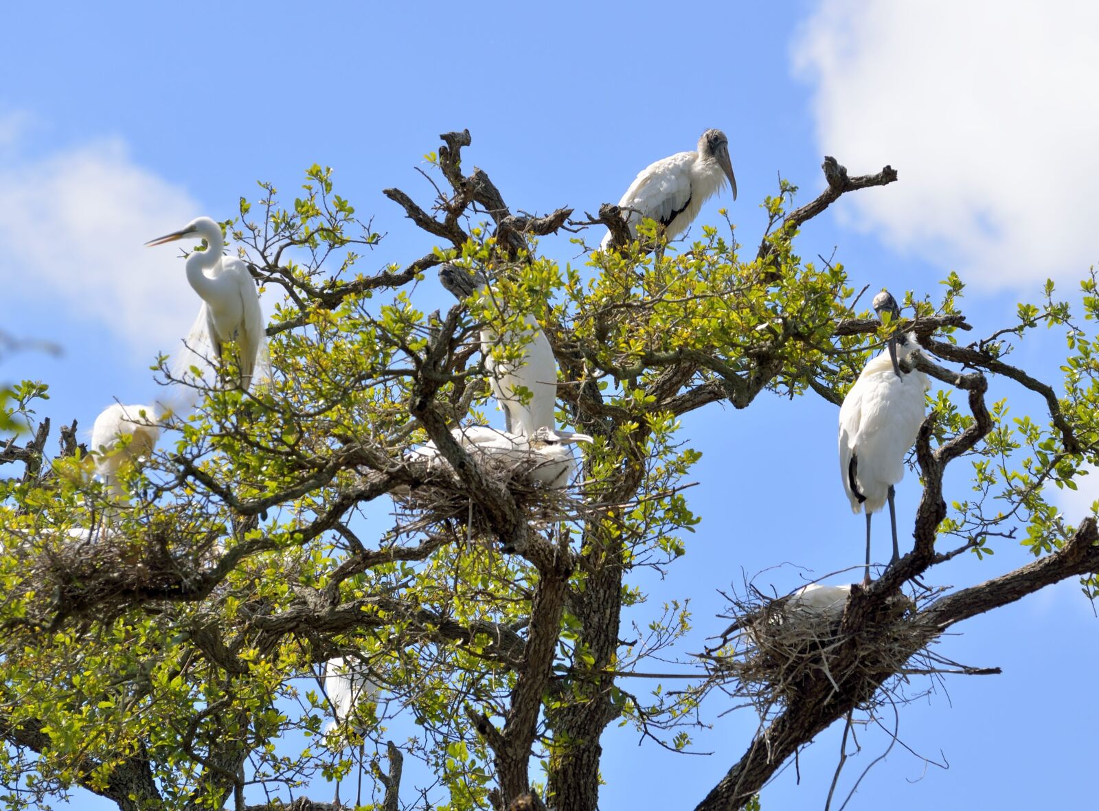 Nikon D7000 sample photo. Wood stork, heron, wildlife photography