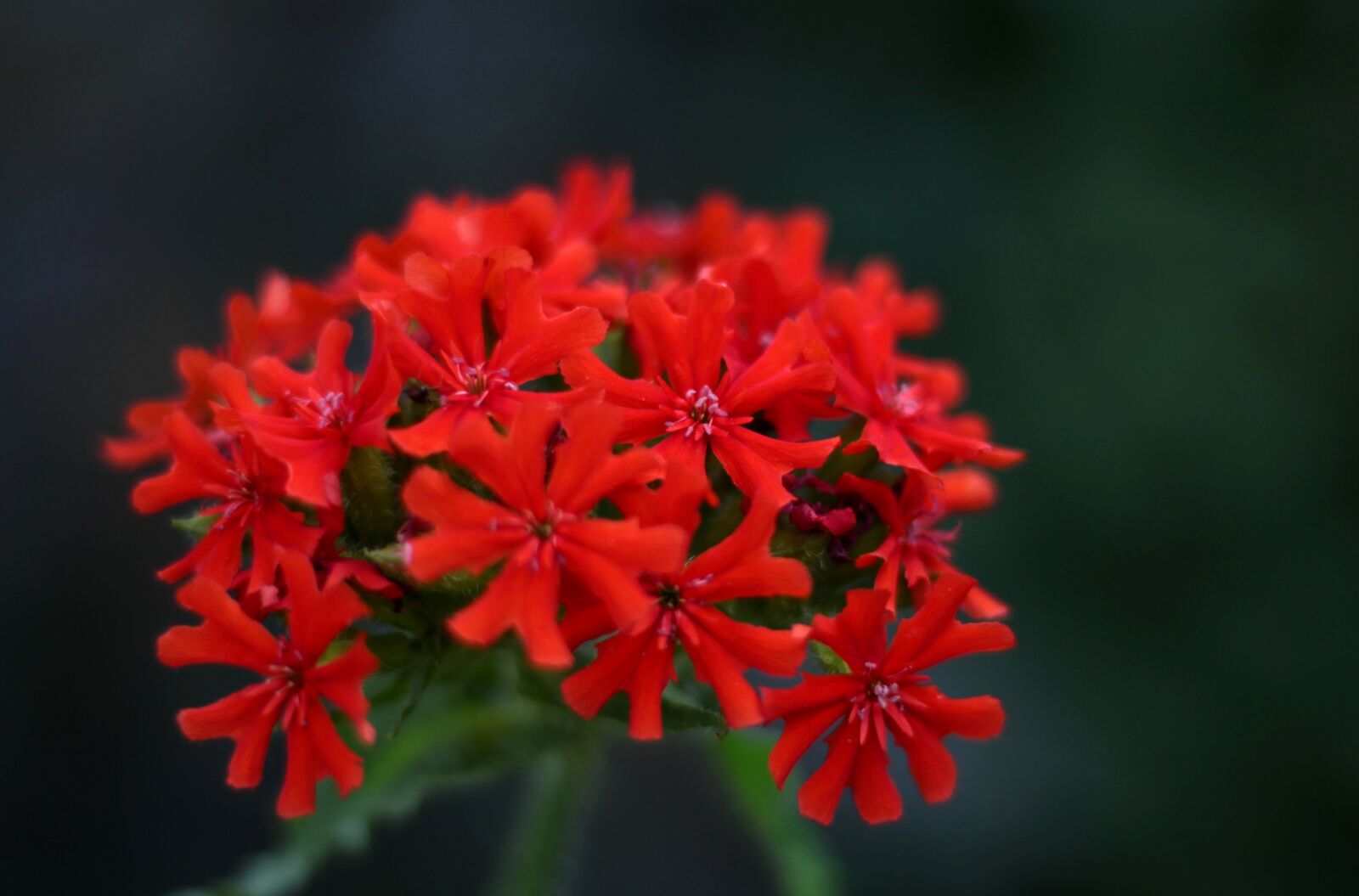 Canon EOS 600D (Rebel EOS T3i / EOS Kiss X5) sample photo. Lychnis chalcedonica, burning love photography