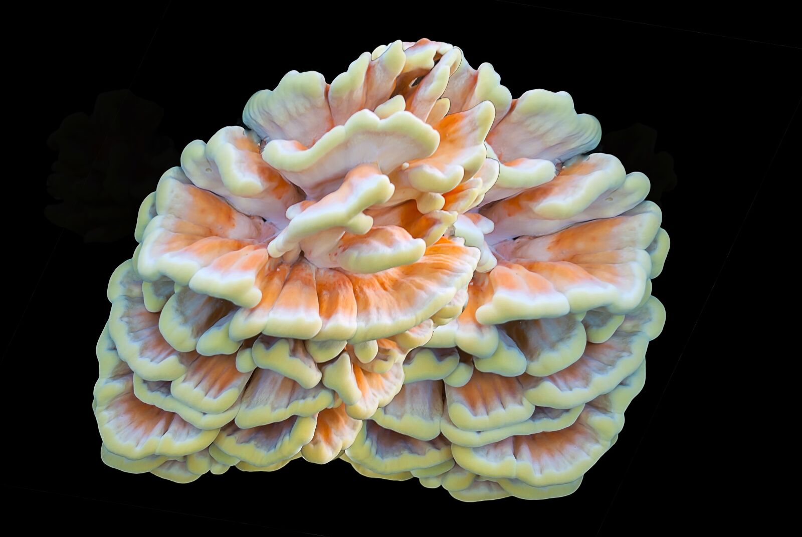 Nikon D3000 sample photo. Nature, agaric, fungi photography