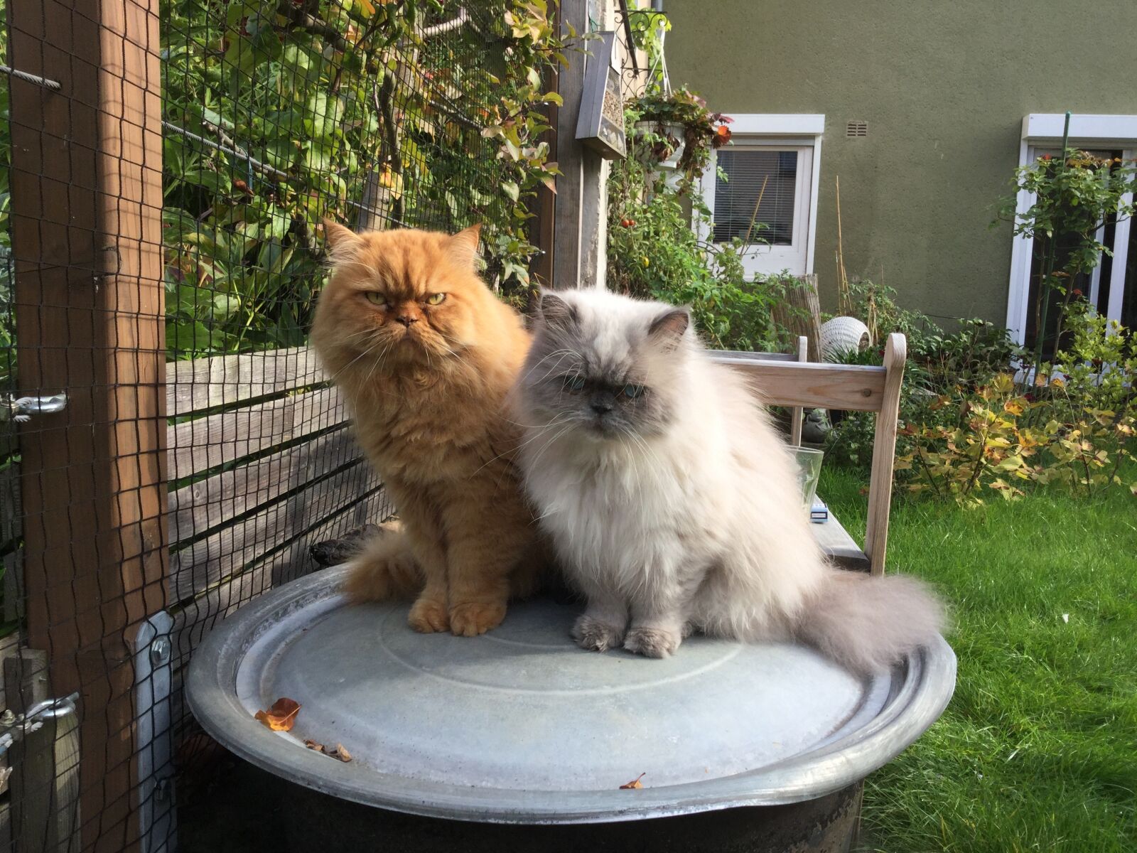 Apple iPad Air 2 sample photo. Cat, felidae, mieze photography