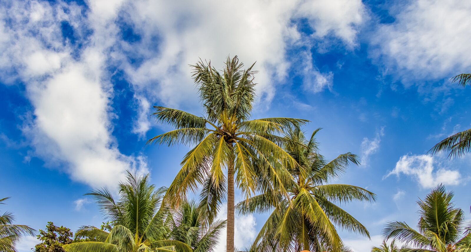 Canon EOS 80D sample photo. Palm trees, thailand, sky photography