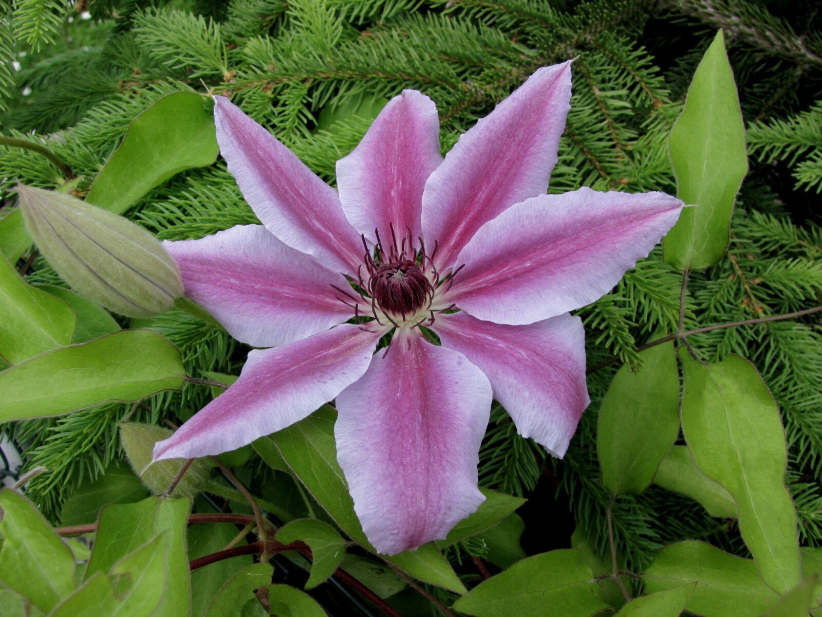 Canon PowerShot SX1 IS sample photo. Clematis, rank plant, flowering photography