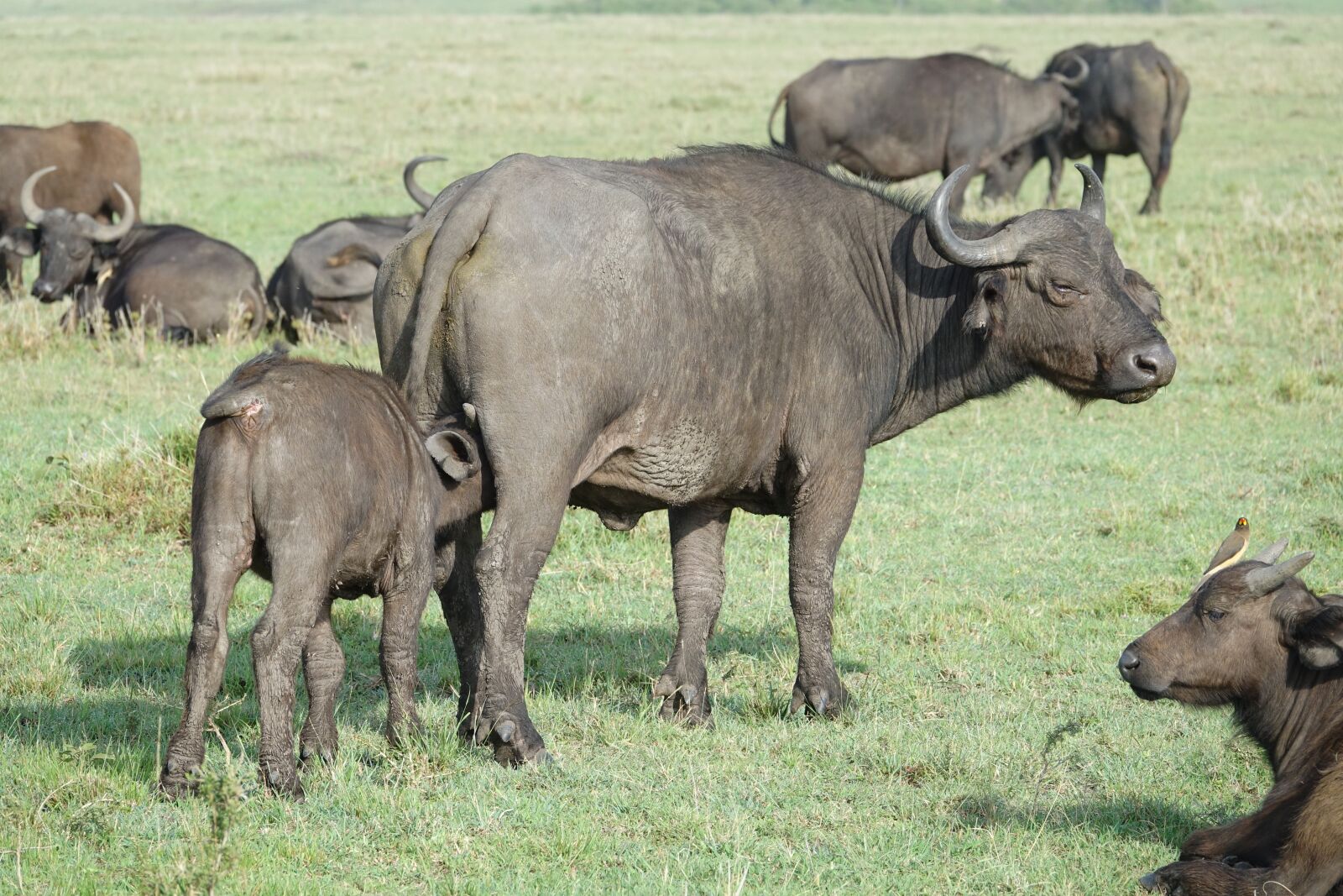 Sony Cyber-shot DSC-RX10 III sample photo. Mammal, animal, wildlife photography