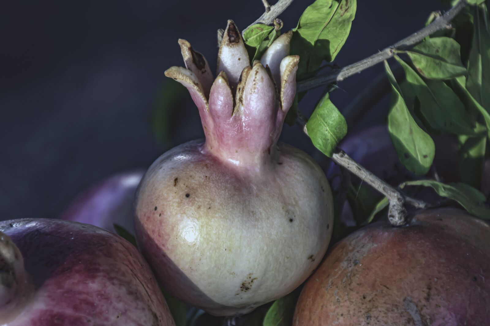 Nikon D5600 sample photo. Pomegranates, baby, health photography