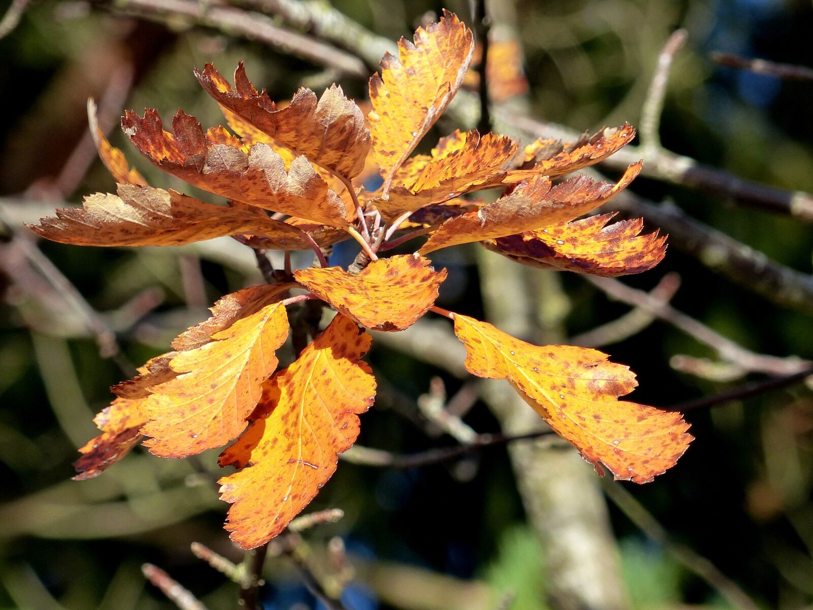 Panasonic Lumix DMC-FZ200 sample photo. Leaf, colors, autumn photography