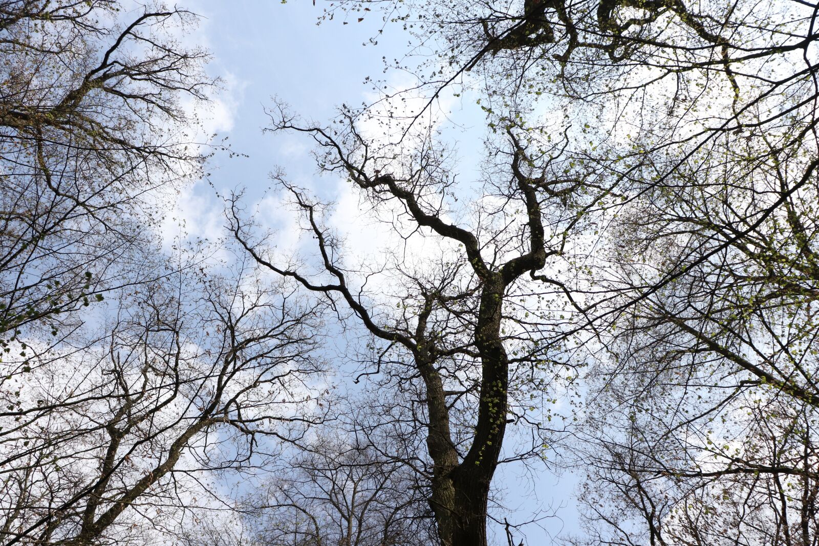 Canon EOS 200D (EOS Rebel SL2 / EOS Kiss X9) sample photo. Tree, nature, spring photography