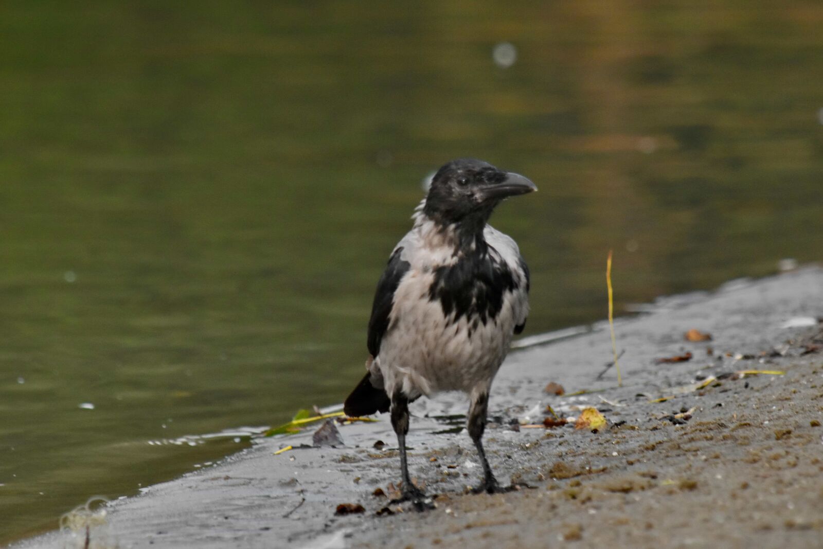 Nikon D5500 sample photo. Black bird, crow, riverbank photography