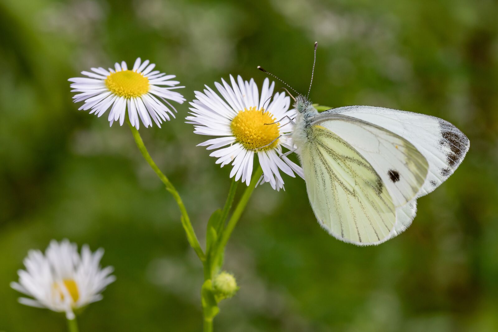 Canon EF 100mm F2.8L Macro IS USM sample photo. Butterfly, white ling, daisy photography
