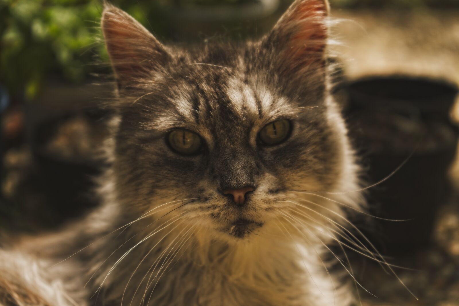 Sony FE 28-70mm F3.5-5.6 OSS sample photo. Cat, animal, pet photography