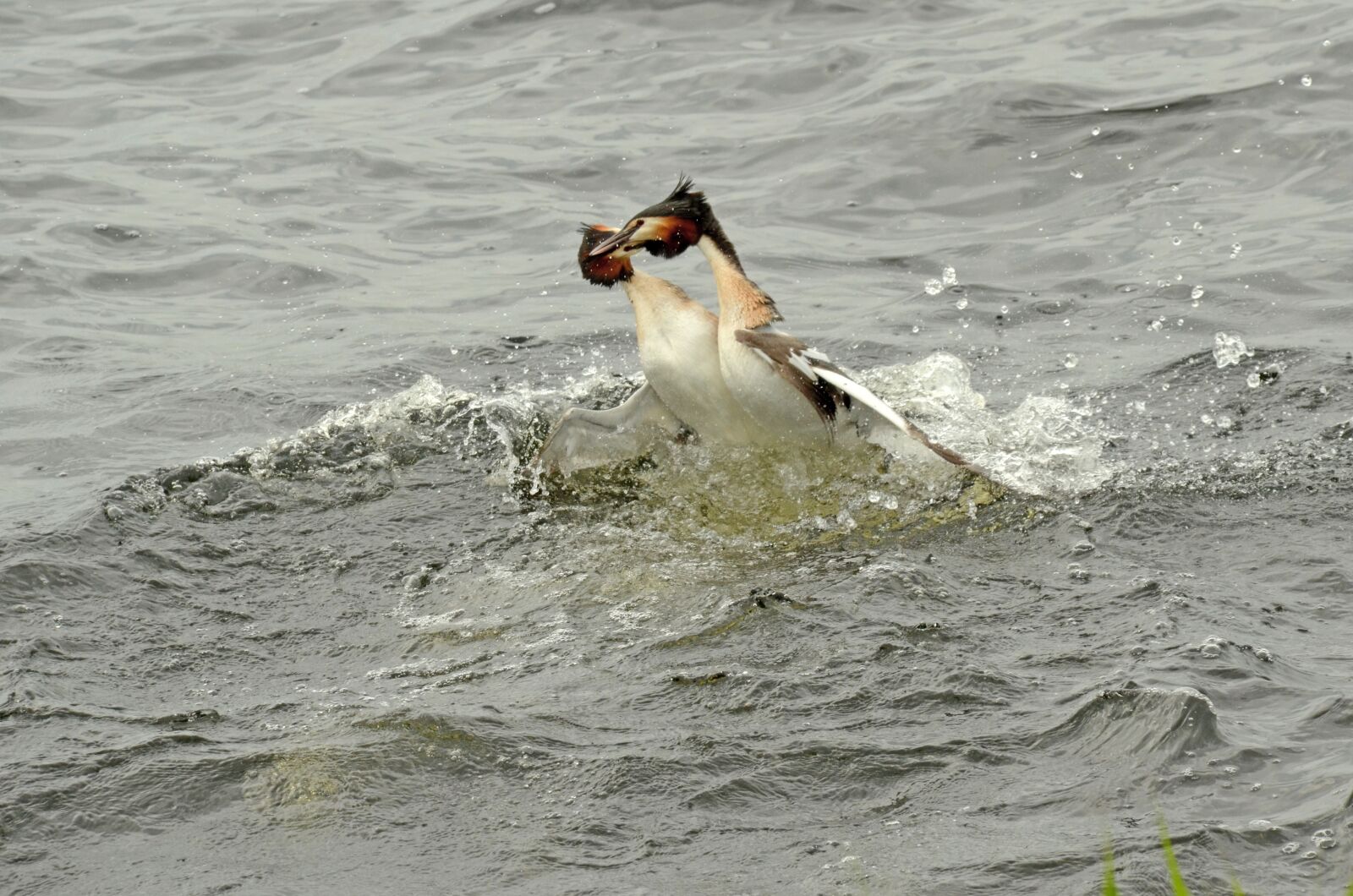 Nikon D7000 sample photo. Grebe, bird, waterfowl photography