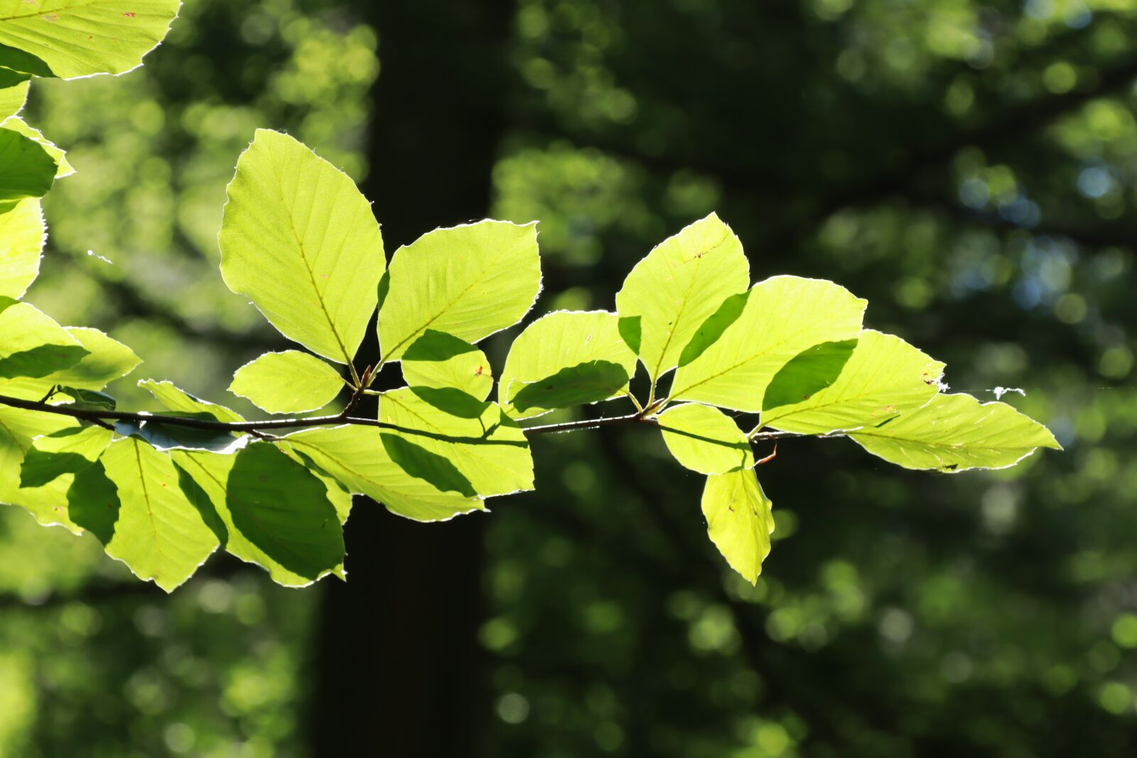 Canon EOS M50 (EOS Kiss M) sample photo. Leaves, deciduous tree, forest photography