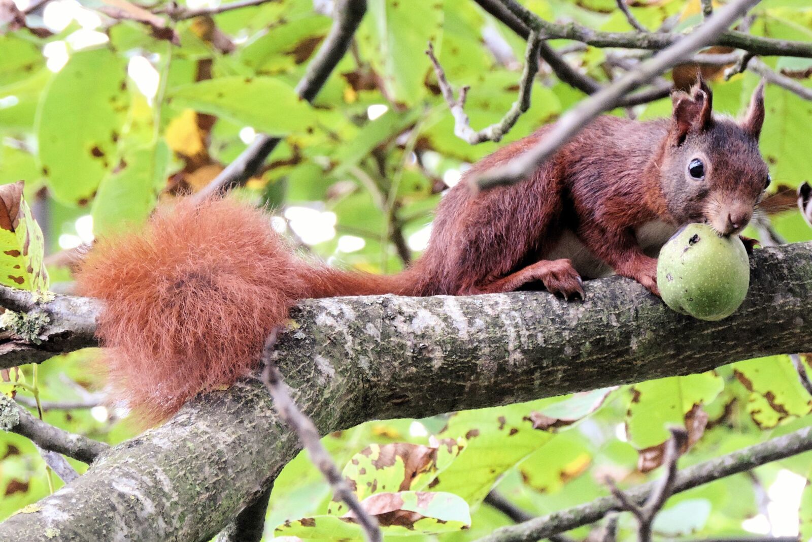 Nikon Coolpix P520 sample photo. Squirrel, branch, sitting photography