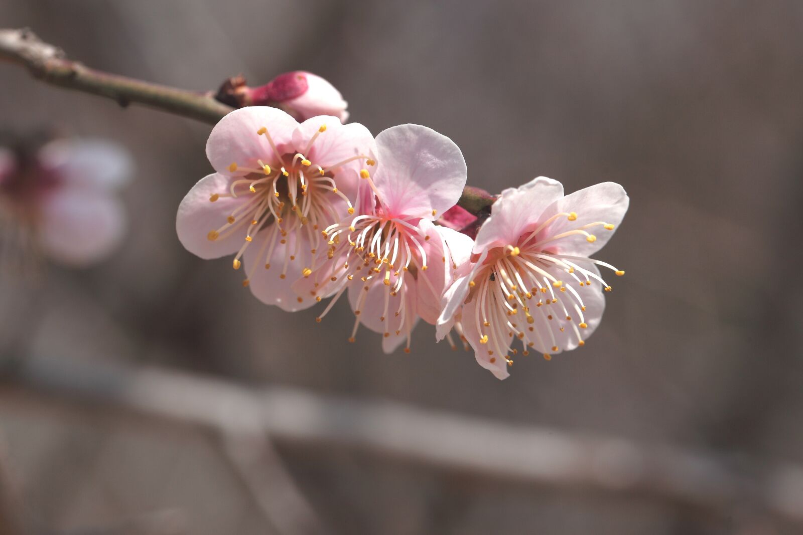 Canon EOS 5D Mark II sample photo. Flowers, cherry tree, quarter photography