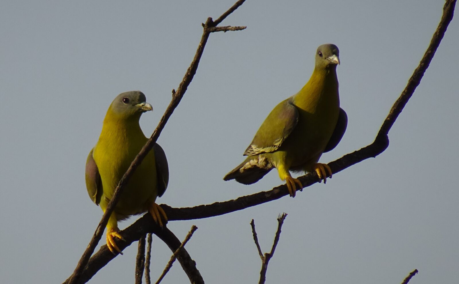 Sony DSC-WX800 sample photo. Bird, pigeon, yfgp photography