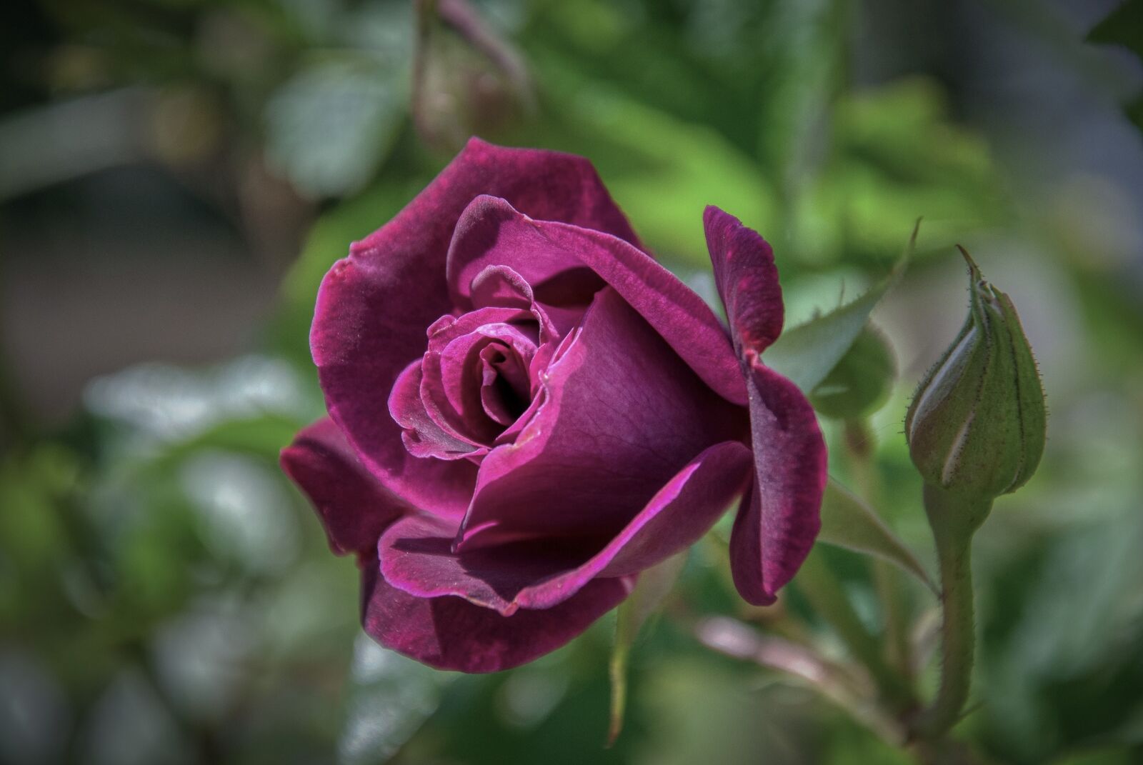 Nikon D5000 sample photo. Rose, rose bloom, violet photography