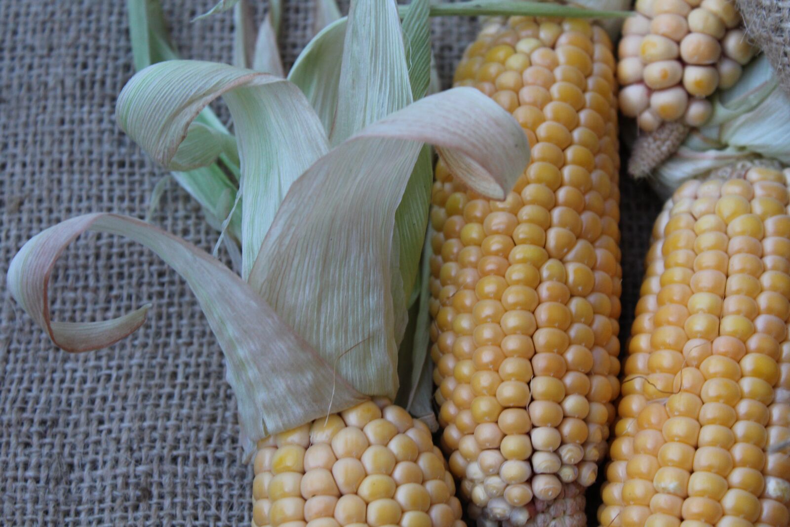 Canon EOS 1200D (EOS Rebel T5 / EOS Kiss X70 / EOS Hi) sample photo. Corn, vegetables, yellow photography