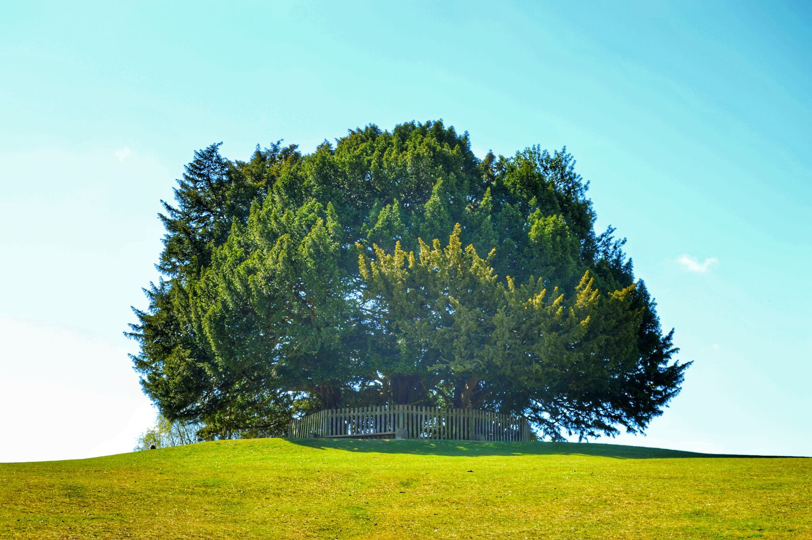 Nikon D3200 sample photo. New forest, hampshire, lyndhurst photography