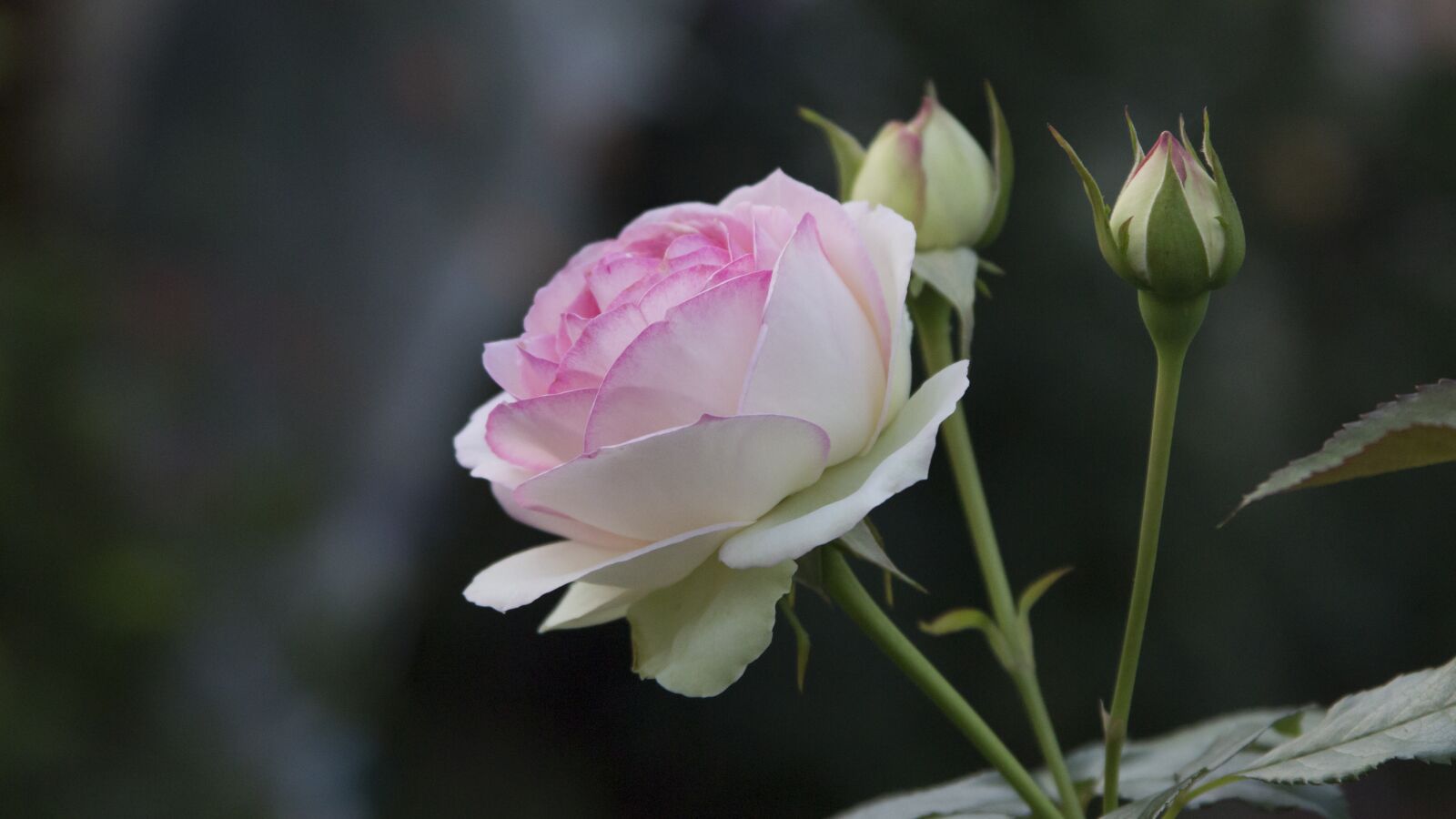 Canon EF 28-135mm F3.5-5.6 IS USM sample photo. Flower, plant, nature photography
