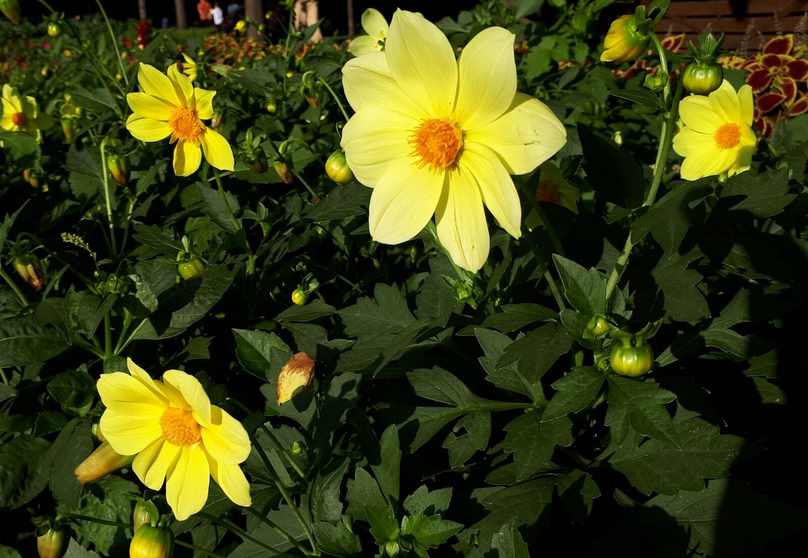 Samsung Galaxy A5(2017) sample photo. Flowers, yellow, nature photography