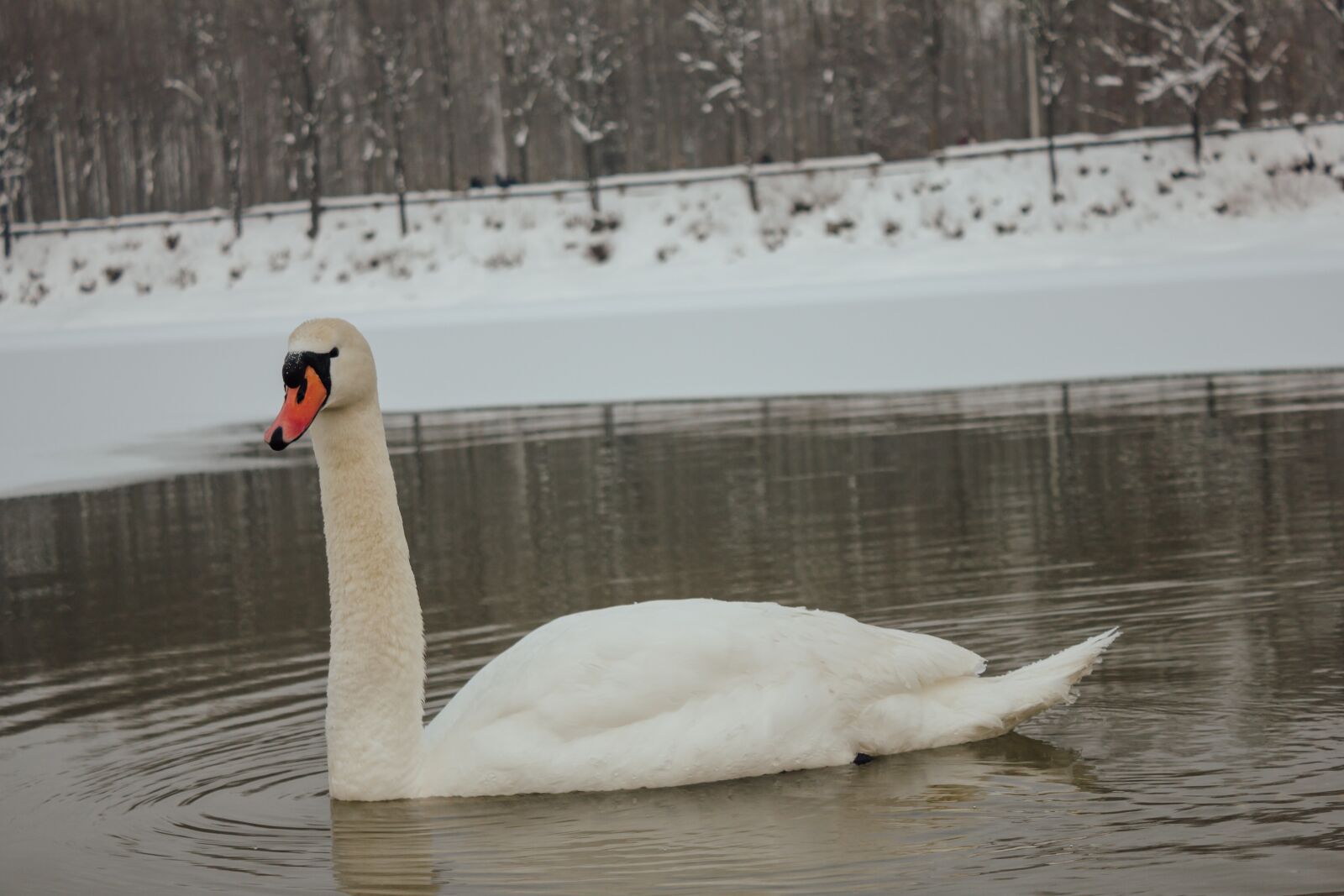 Canon EF-S 18-55mm F3.5-5.6 IS sample photo. Swan, cold, winter, cold photography