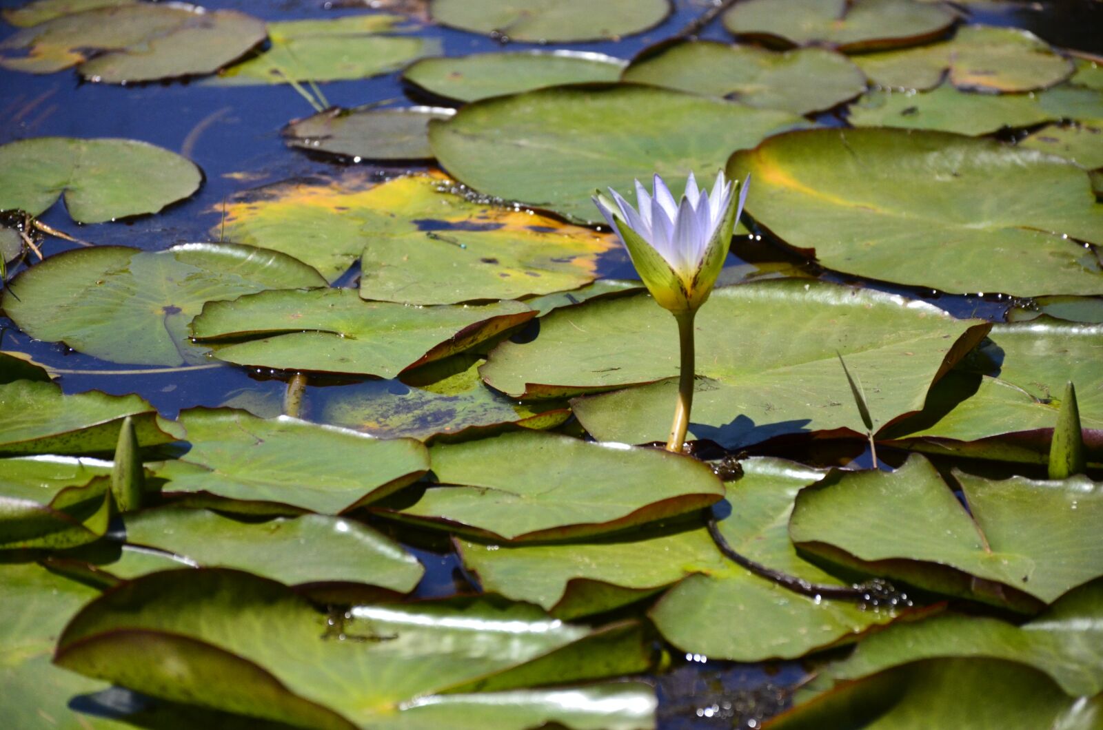 Nikon D7000 sample photo. Lotus, pond, flower photography