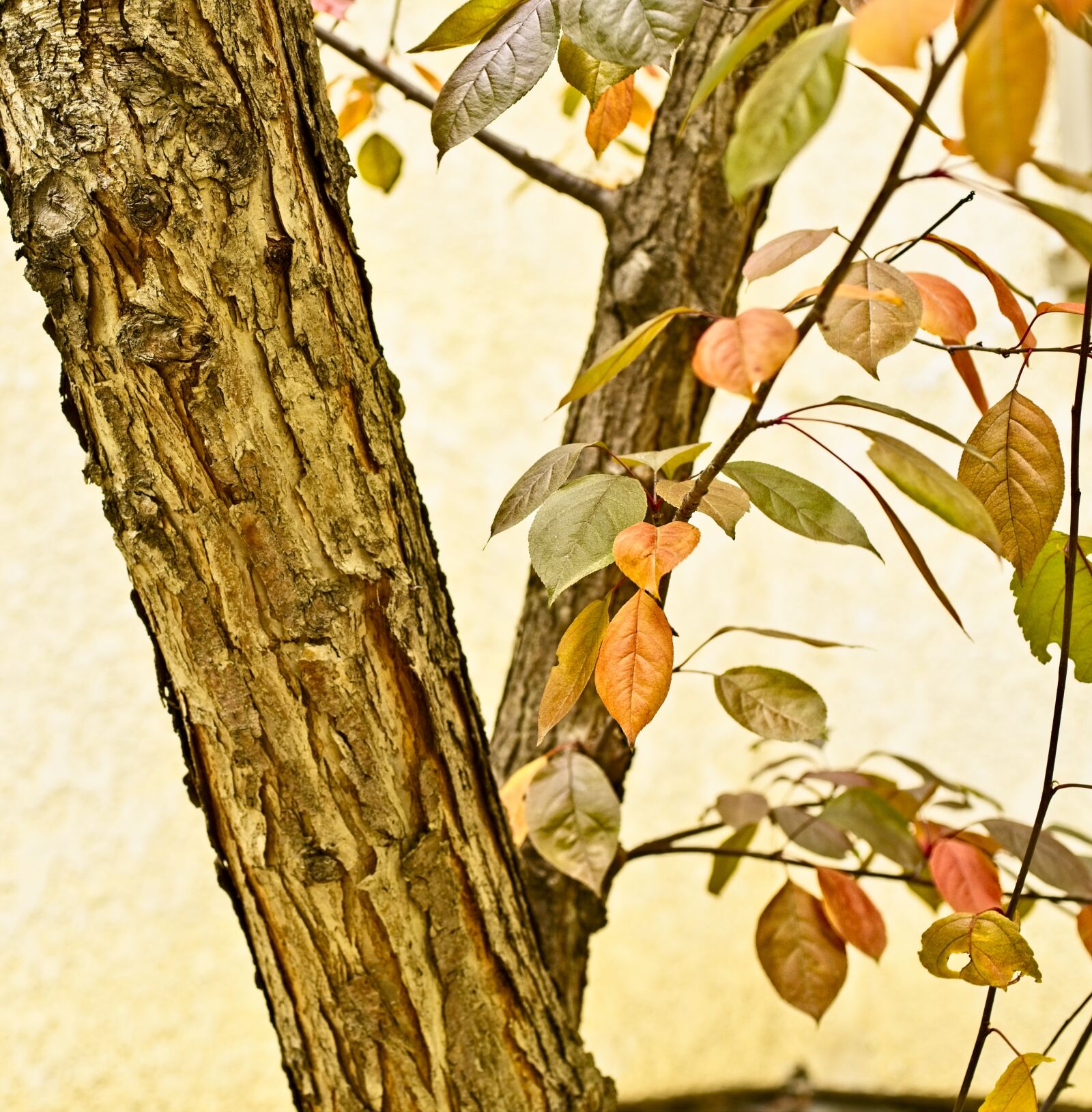 Sony a7 III sample photo. Crabapple tree, tree, crabapple photography