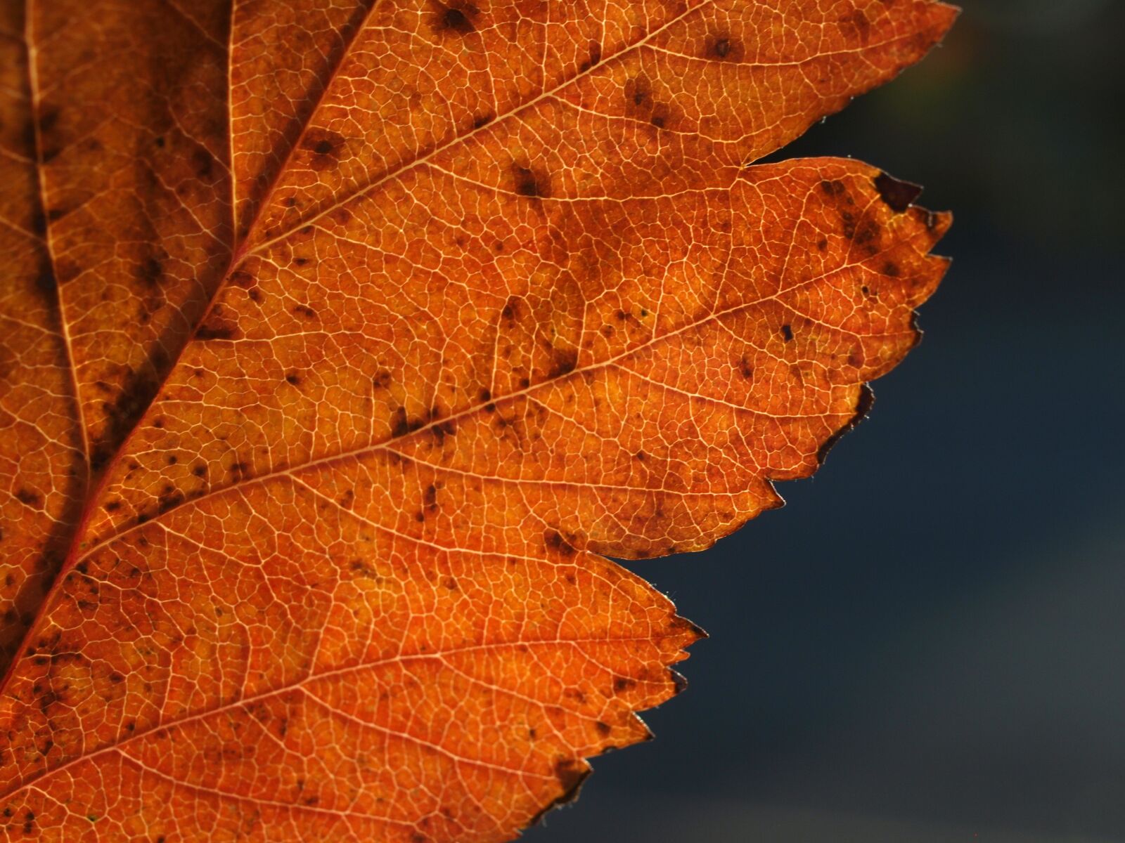 Olympus E-520 (EVOLT E-520) sample photo. Leaf, autumn, nature photography