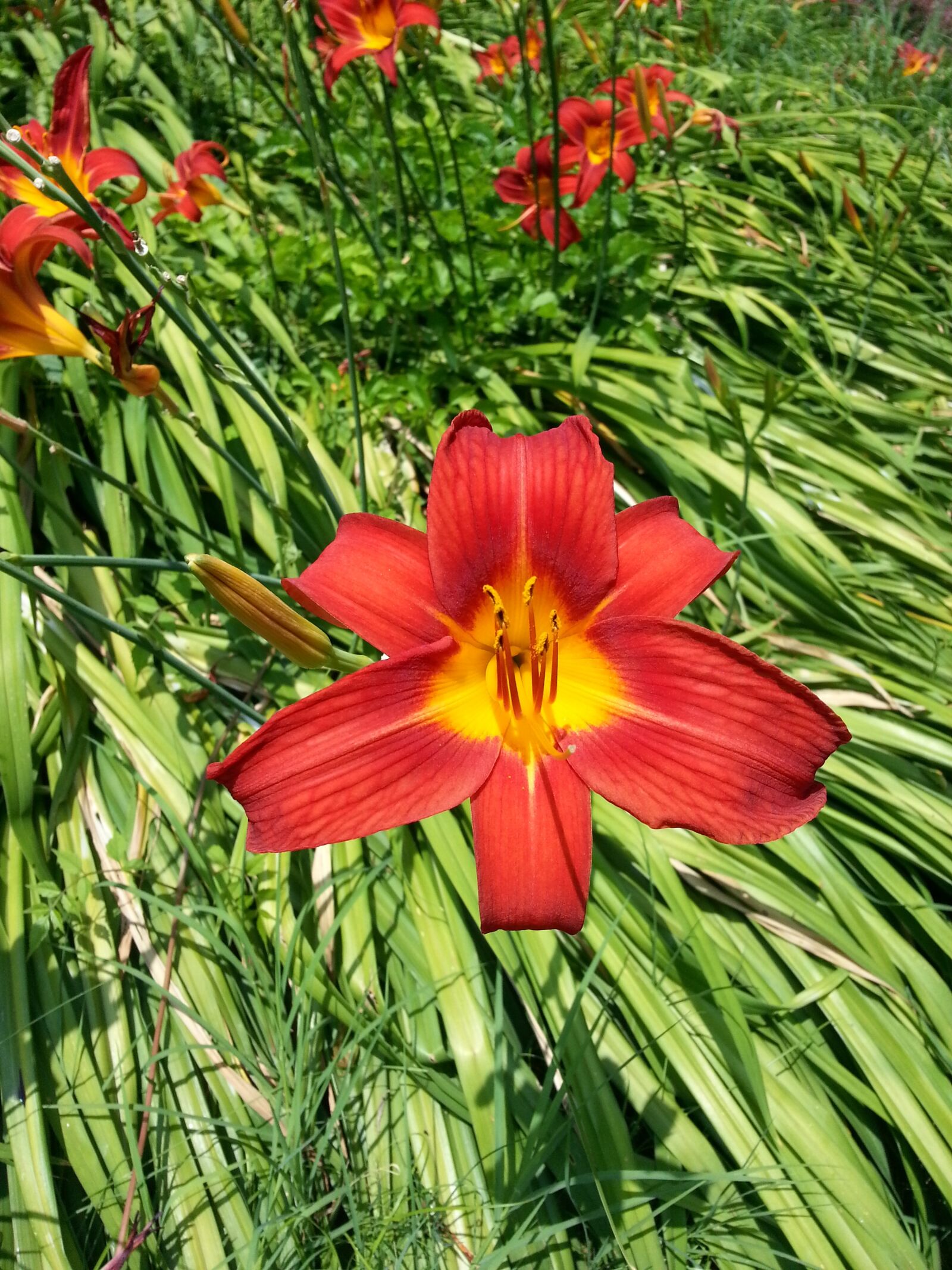 Samsung Galaxy S3 sample photo. Red, green, flower photography
