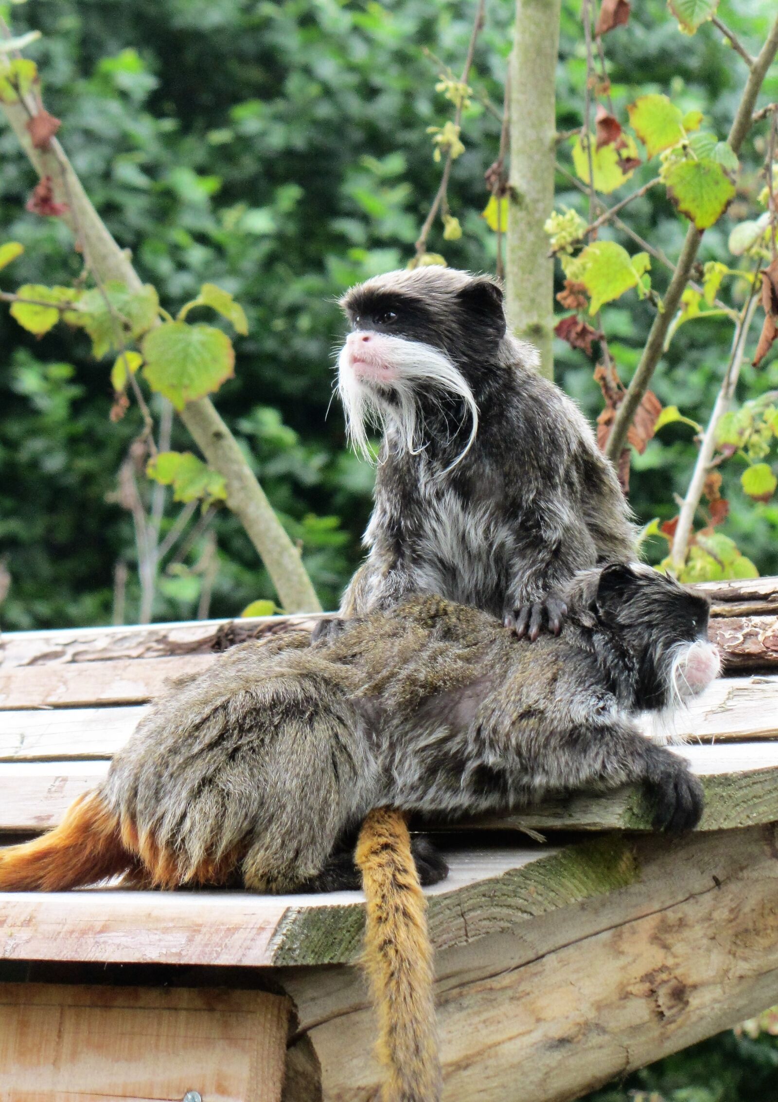 Canon PowerShot SX220 HS sample photo. Emperor tamarin, monkey, mustache photography