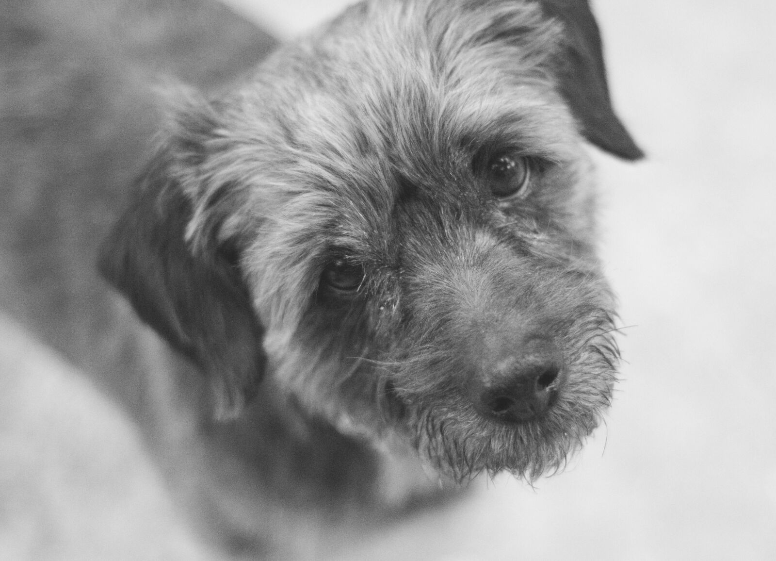 Nikon D7100 sample photo. Dog, pet, animal photography