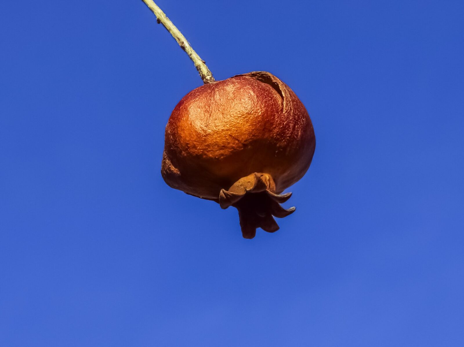 Nikon D3300 sample photo. Rotten, pomegranate, rotting photography
