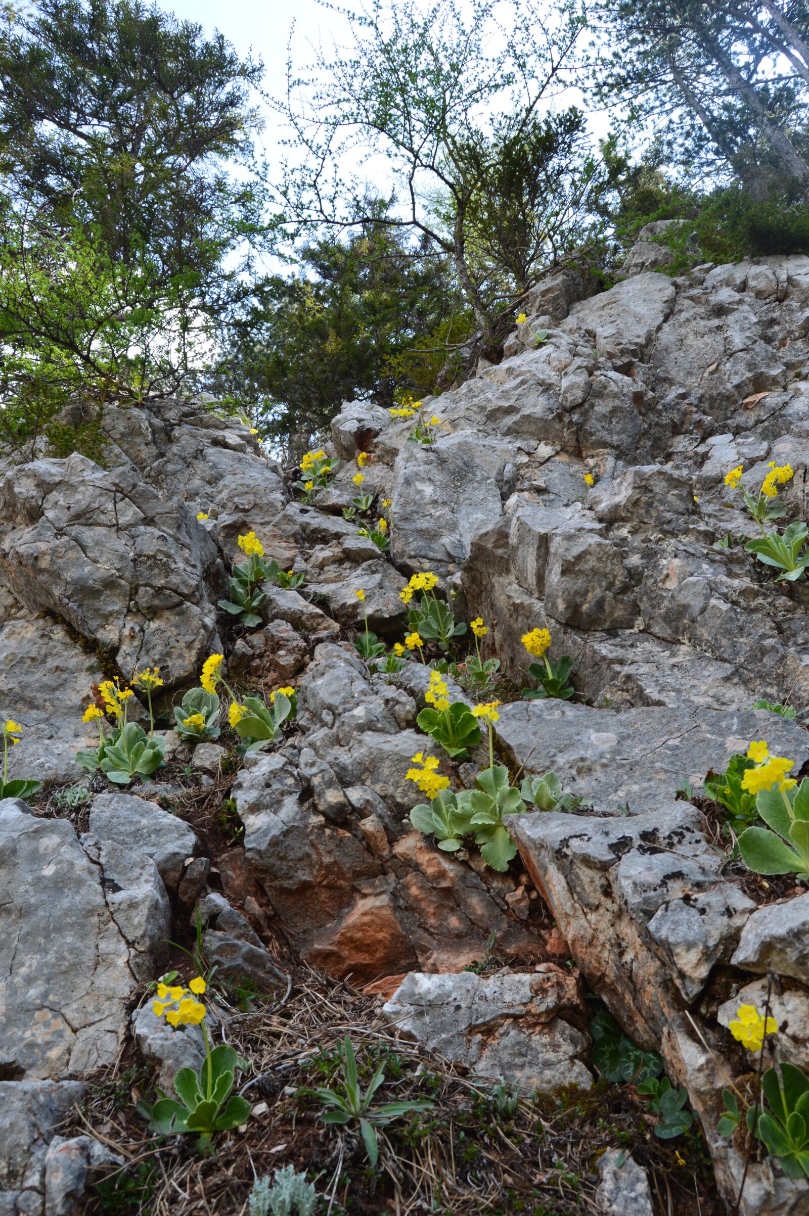 Nikon D3200 sample photo. Rock, mountain, forest photography