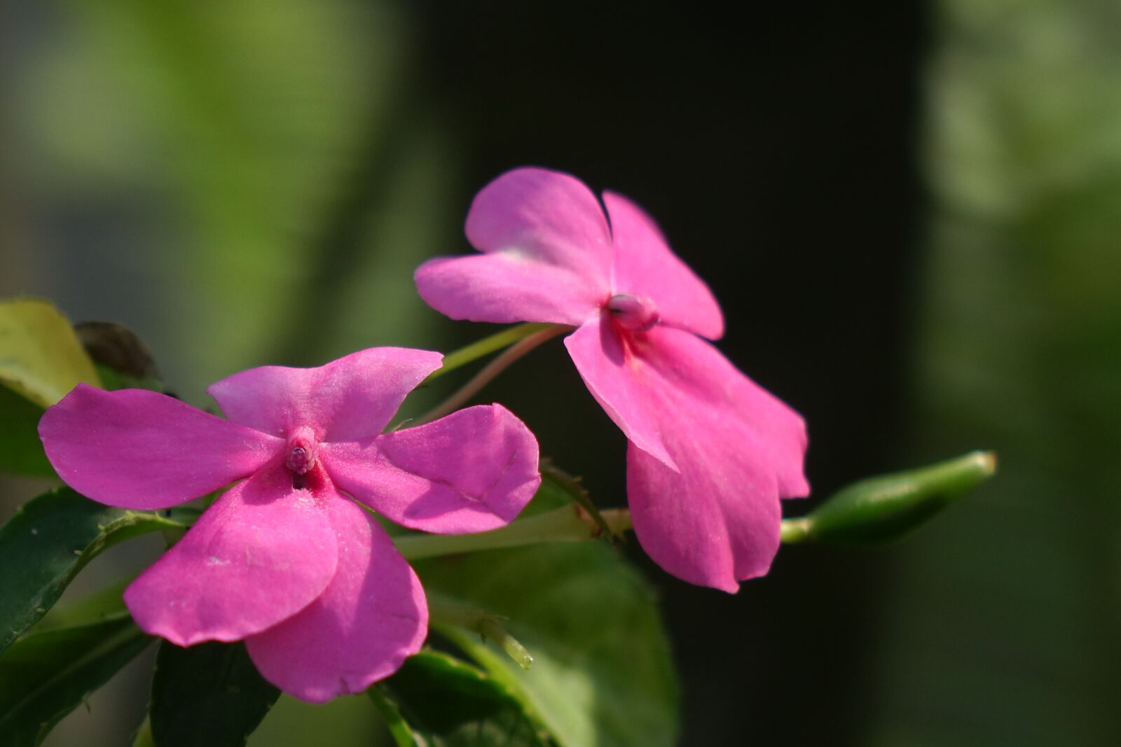 Sony Cyber-shot DSC-RX10 sample photo. Africa fung xianhua, flower photography