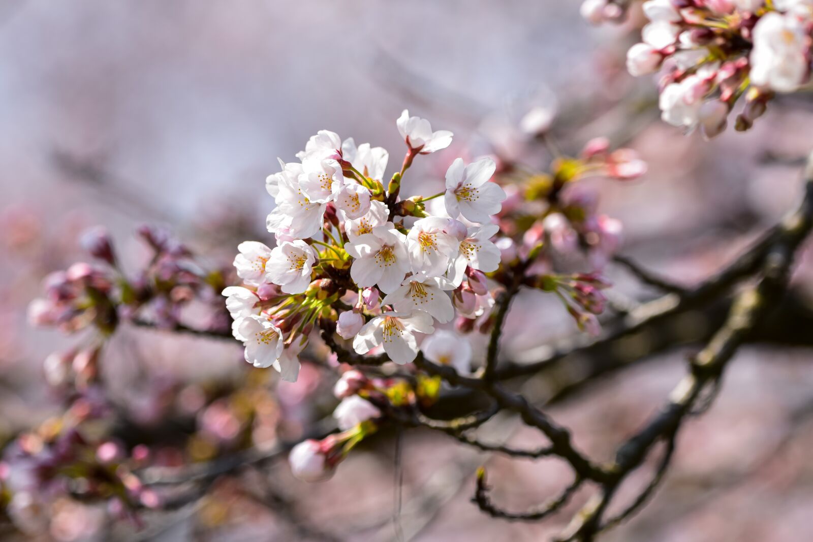 Nikon D7200 sample photo. Natural, landscape, plant photography
