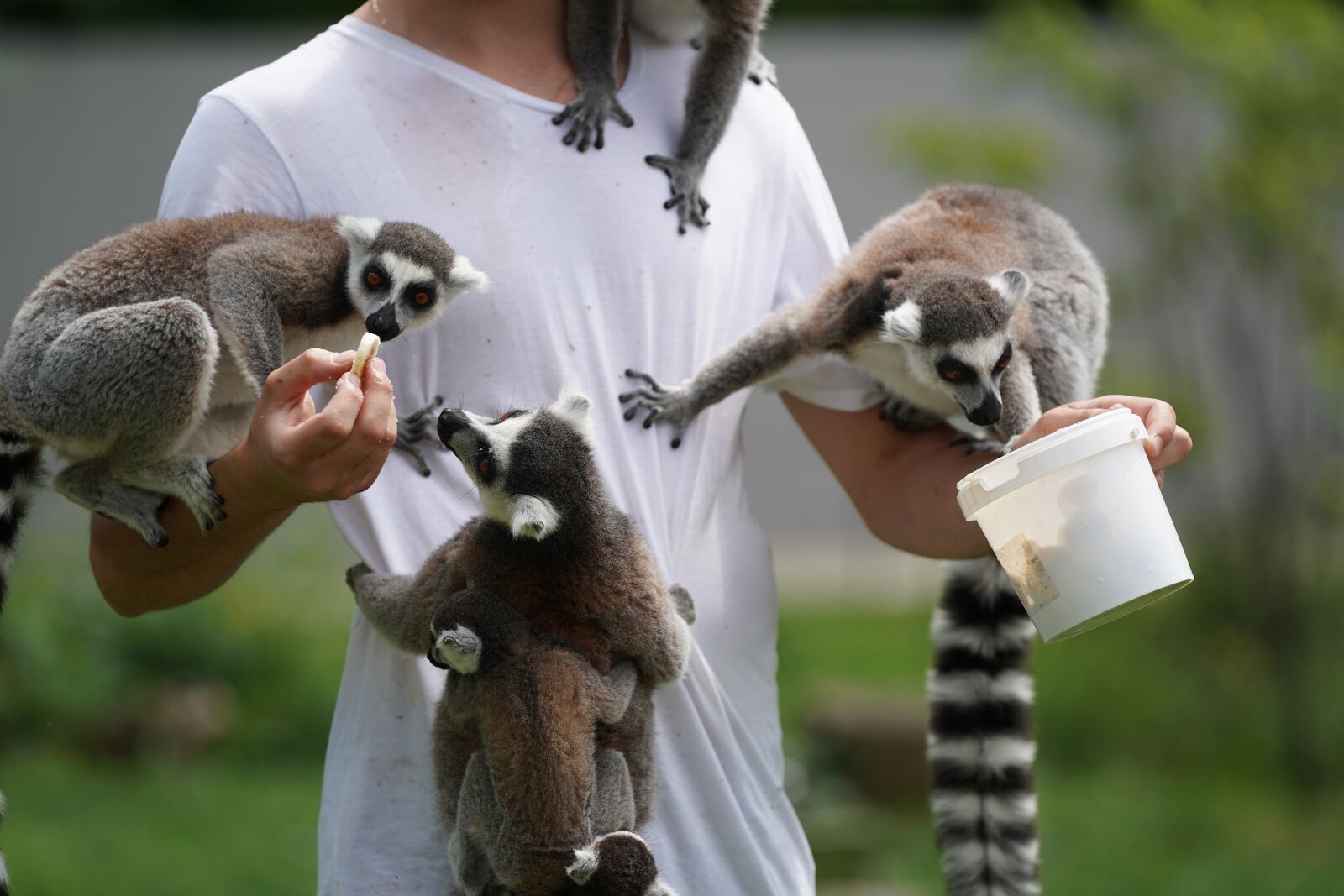 Sony FE 70-200mm F2.8 GM OSS sample photo. Lemur, feed, human photography
