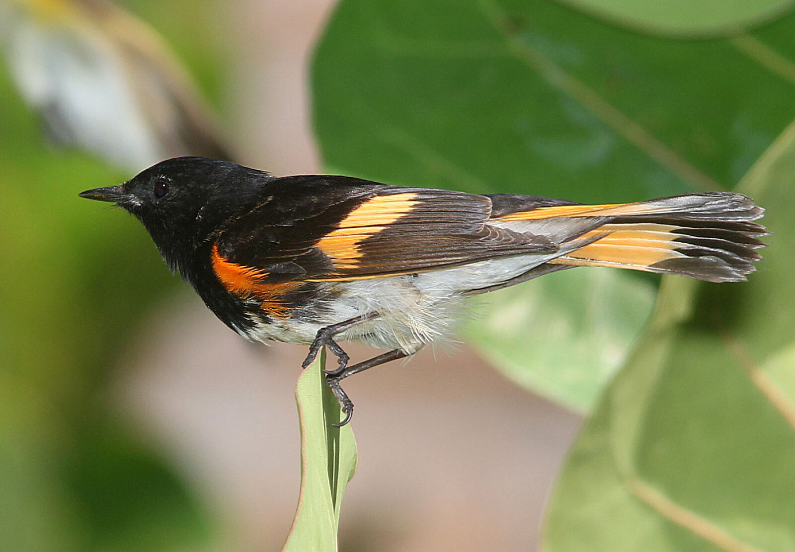 Canon EF 300mm F4L IS USM sample photo