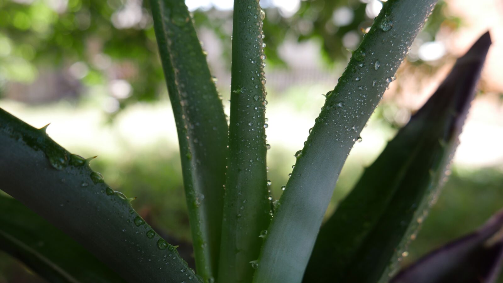 Panasonic Lumix DMC-G7 sample photo. Aloe, aloe vera, plant photography