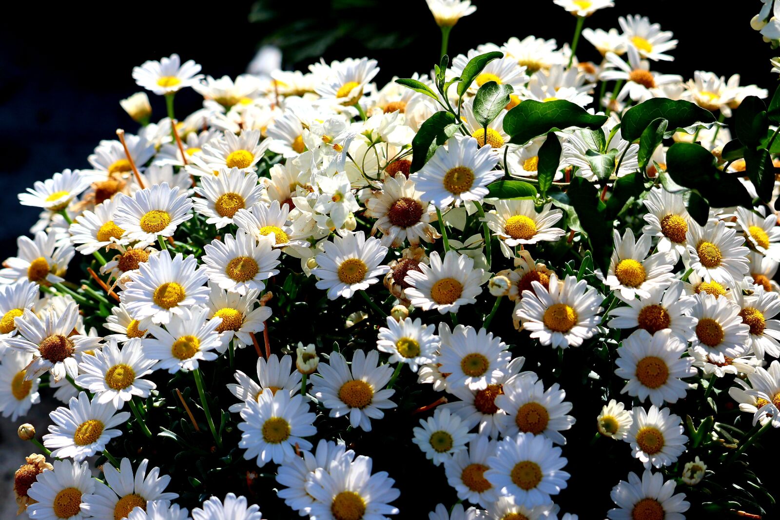 Canon EOS M50 (EOS Kiss M) sample photo. Flowers, nature, daisies photography