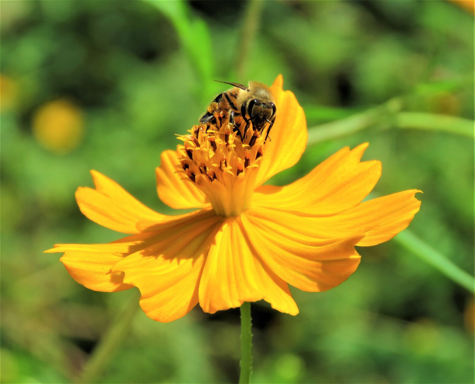 Canon PowerShot SX60 HS sample photo. Bee, flower, yellow photography