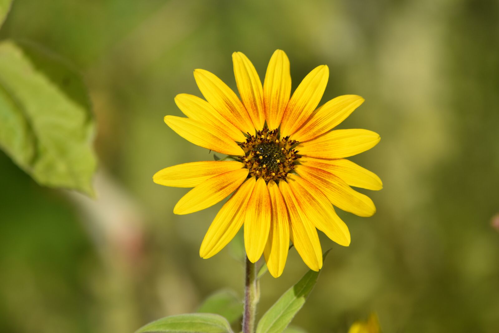 Nikon D5500 sample photo. Sunflower, flower, petals photography