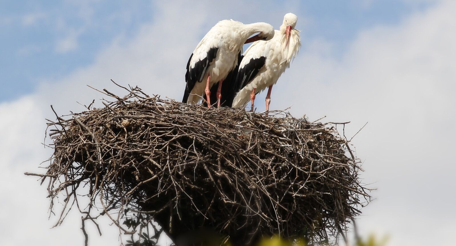 Canon EOS 550D (EOS Rebel T2i / EOS Kiss X4) sample photo. Storks, sky, couple photography