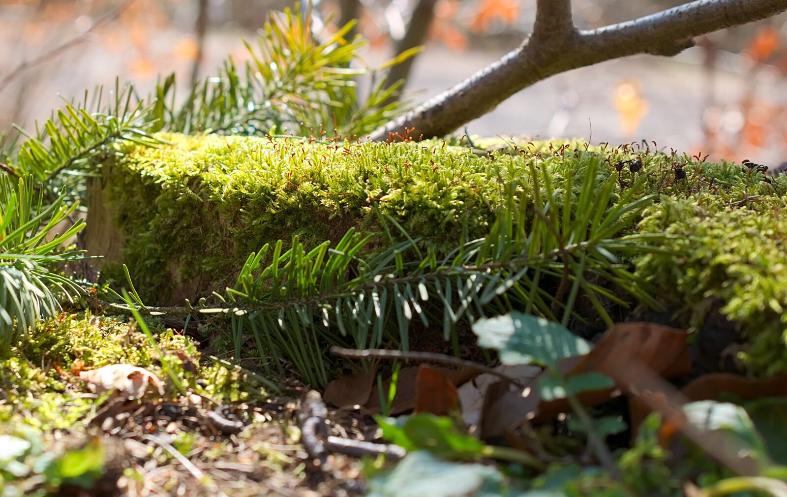 Nikon D3300 sample photo. Moss, forest, nature photography