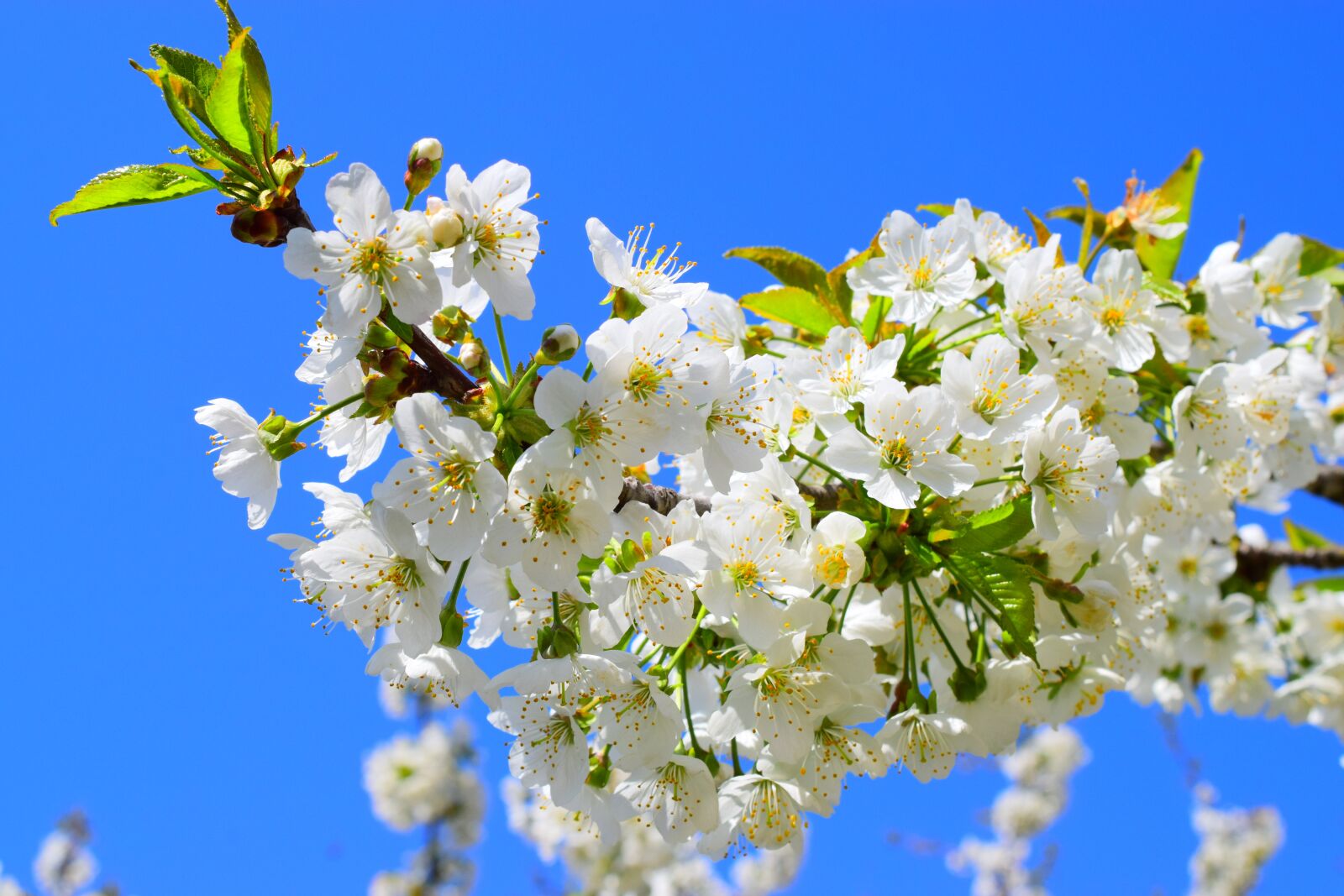 Nikon D3300 sample photo. The beginning of spring photography