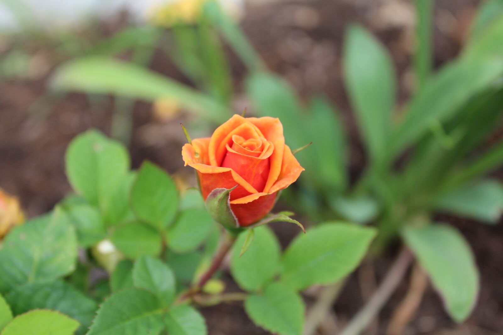 Canon EOS 1300D (EOS Rebel T6 / EOS Kiss X80) sample photo. Flower, nature, blossom photography