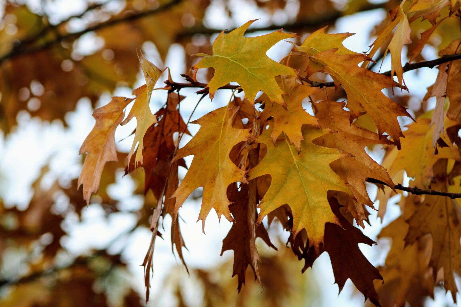 Canon EOS 2000D (EOS Rebel T7 / EOS Kiss X90 / EOS 1500D) sample photo. Leaves, autumn, mood photography