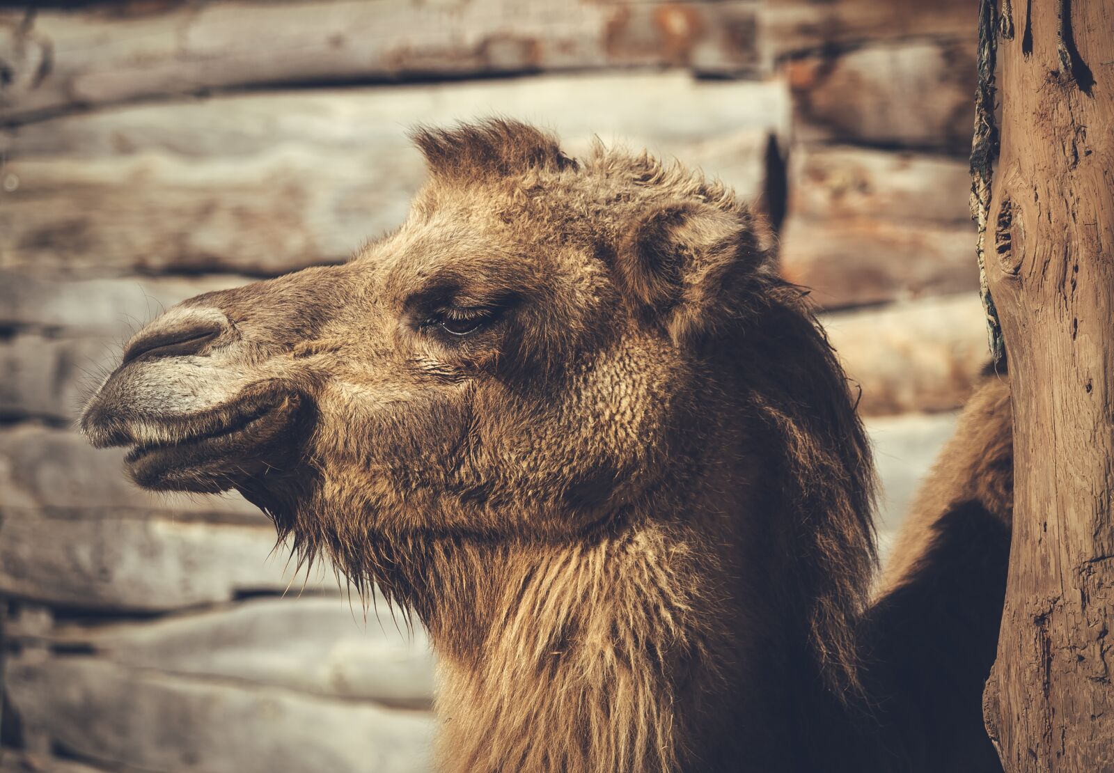 Canon EOS 1300D (EOS Rebel T6 / EOS Kiss X80) sample photo. Camel, dromedary, desert photography